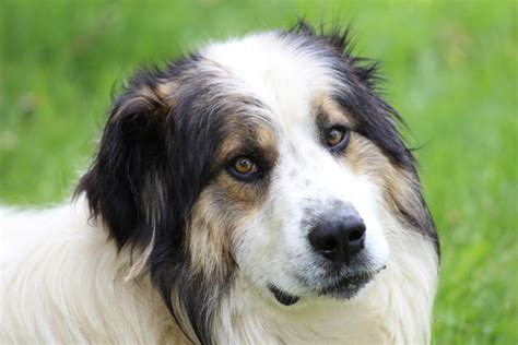 torjak|Tornjak Dog Breed .